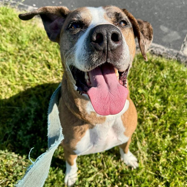 adoptable Dog in Saint Louis, MO named RORY