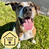 adoptable Dog in  named RORY