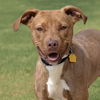 adoptable Dog in ,  named PAVLOVA