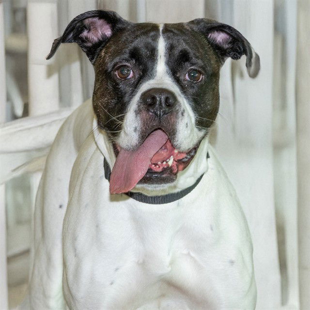 adoptable Dog in Saint Louis, MO named SWEET PEA