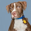 adoptable Dog in  named FROYO