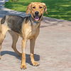 adoptable Dog in  named OLIVIA MAY