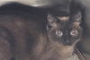 adoptable Cat in  named CROISSANT