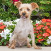 adoptable Dog in  named BASKIN ROBBINS