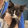 adoptable Cat in  named MAXX
