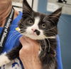 adoptable Cat in  named LEO