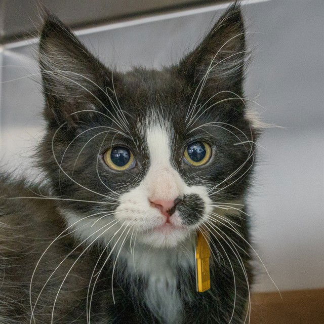 adoptable Cat in Saint Louis, MO named LEO