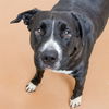 adoptable Dog in  named STORMFLY