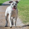 adoptable Dog in  named OREO