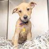adoptable Dog in  named FIORI