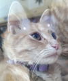 adoptable Cat in  named SWALLOW