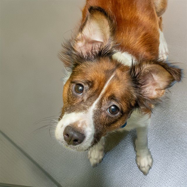 adoptable Dog in Saint Louis, MO named HOLLYN