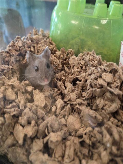 adoptable Hamster in Saint Louis, MO named GODZILLA