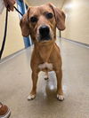 adoptable Dog in  named KLONDIKE
