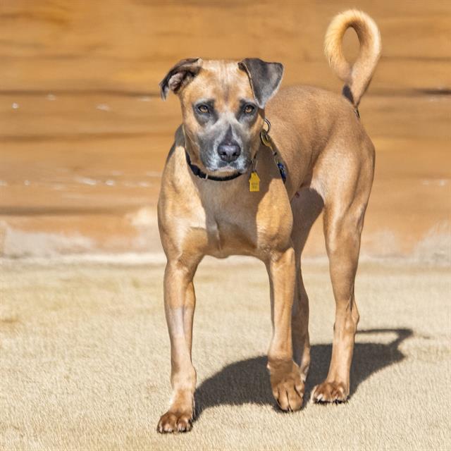 adoptable Dog in Saint Louis, MO named LUNA