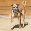 adoptable Dog in  named LUNA