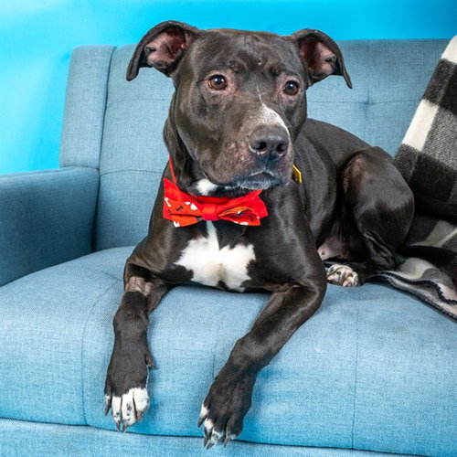 DINGO - Labrador Retriever / Pit Bull Terrier available for adoption