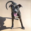 DINGO - Photo 1