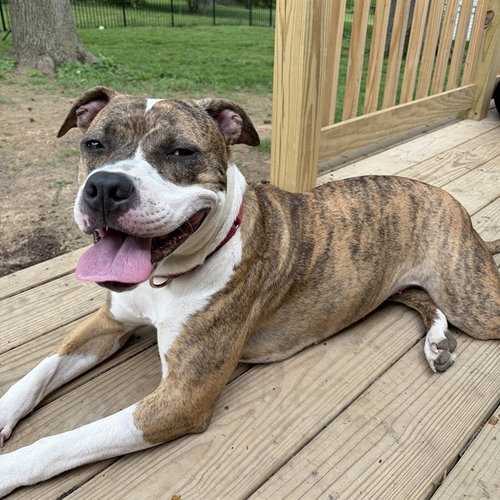 PRINCESS, an adoptable Pit Bull Terrier in St Louis, MO
