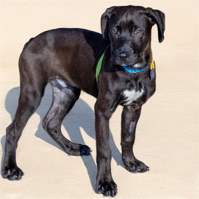 Labrador Retriever