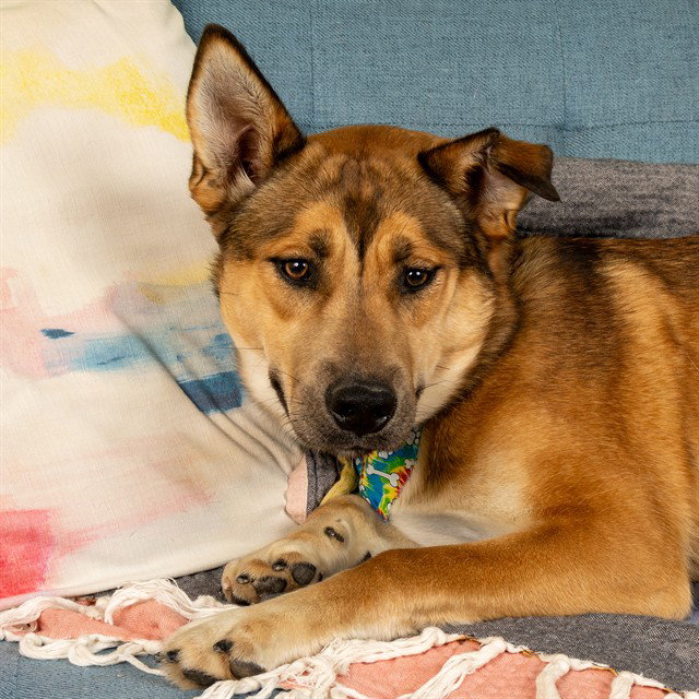 LUCY Image
