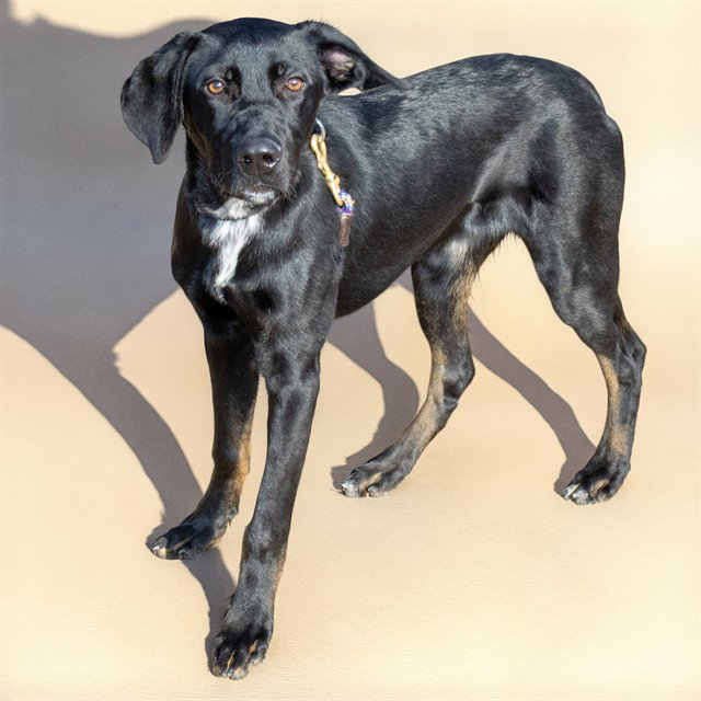 DUKE Image