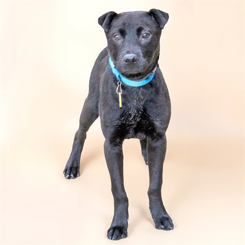 DONEGAL, an adoptable Labrador Retriever in St Louis, MO