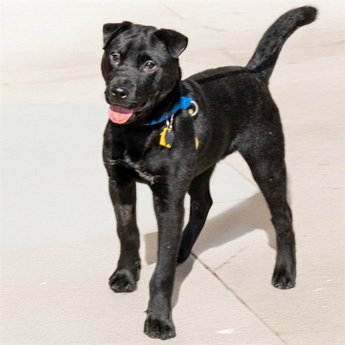 DUNMORE, an adoptable Labrador Retriever in St Louis, MO