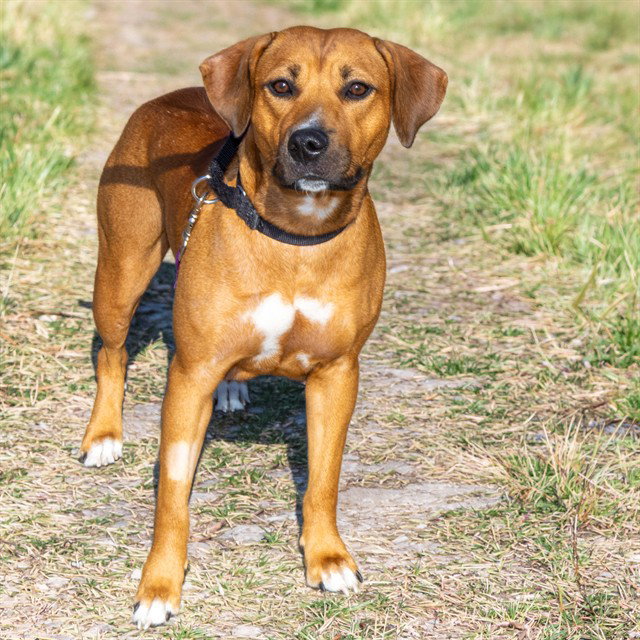 PUPPY Image