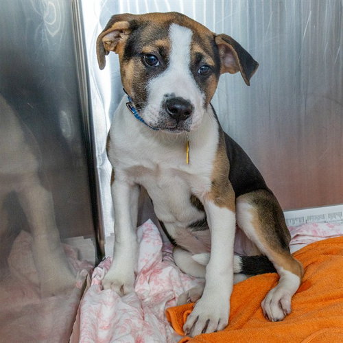 TRUFFLE - Black Mouth Cur available for adoption