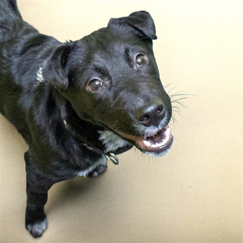 DANTE, an adoptable Australian Shepherd in St Louis, MO