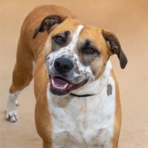ALMOND JOY, an adoptable Beagle in St Louis, MO