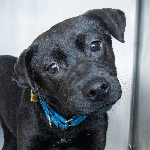 DROMINA, an adoptable Labrador Retriever in St Louis, MO