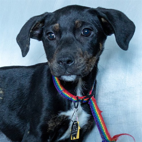 WINNIE, an adoptable Australian Shepherd in St Louis, MO