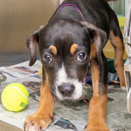 SASSY - Catahoula Leopard Dog available for adoption
