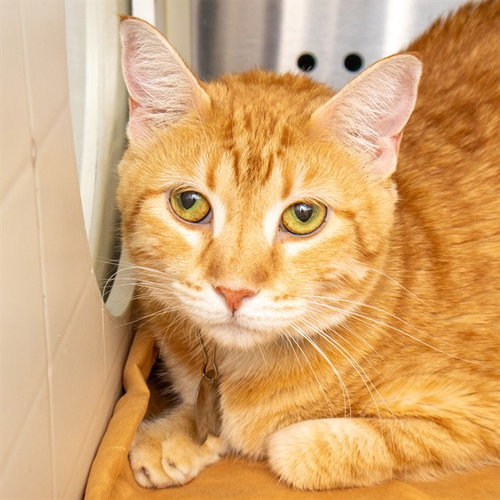 LEO, an adoptable Domestic Short Hair in St Louis, MO
