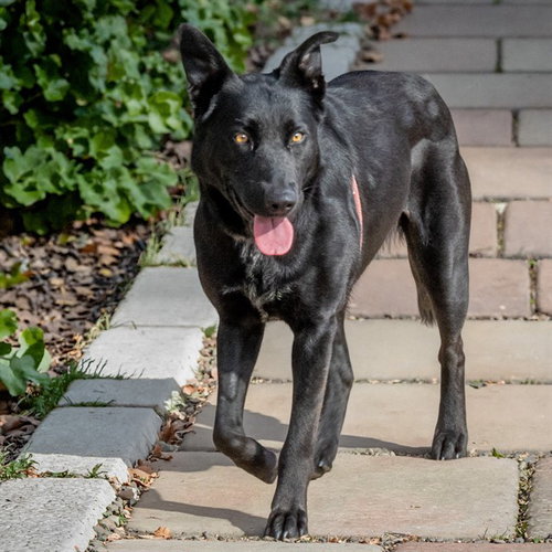 SKYE, an adoptable German Shepherd Dog in St Louis, MO