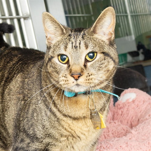 LIVI, an adoptable Domestic Short Hair in St Louis, MO