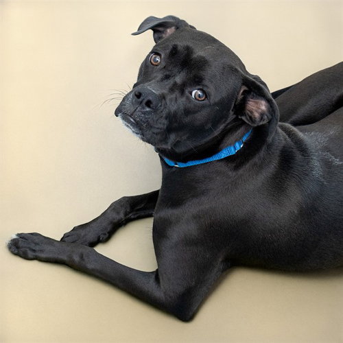 BIRDIE - Boxer available for adoption