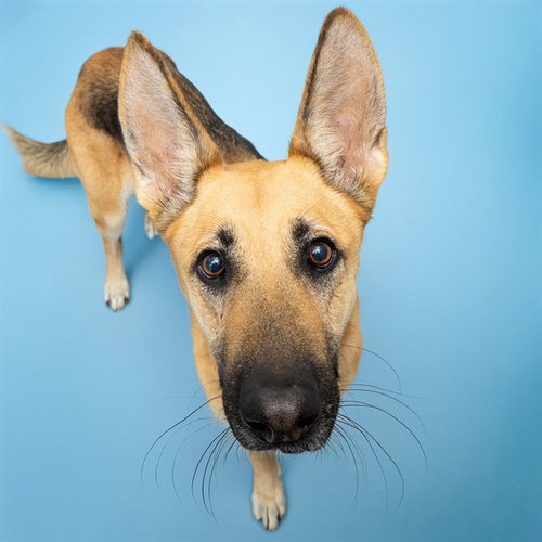 BARISTA - German Shepherd Dog available for adoption