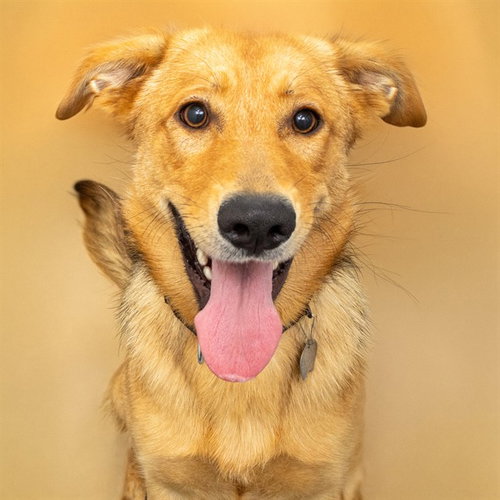 SHAYE - German Shepherd Dog available for adoption