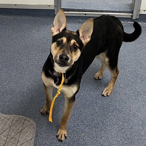 DANCER, an adoptable Australian Shepherd in St Louis, MO