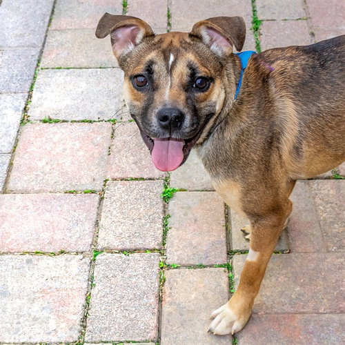 CADBURY, an adoptable Beagle in St Louis, MO