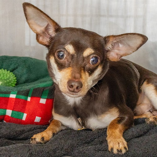 ROCKY, an adoptable Chihuahua in St Louis, MO