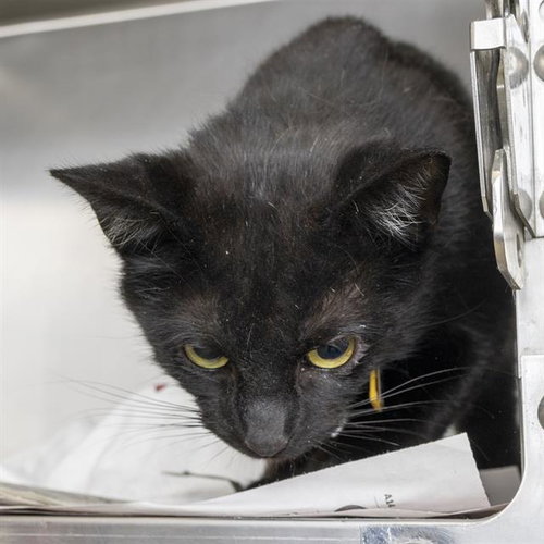 ZURI, an adoptable Domestic Short Hair in St Louis, MO