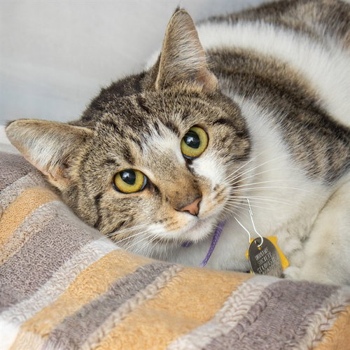 HELENA, an adoptable Domestic Short Hair in St Louis, MO