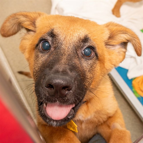 ROCKY - German Shepherd Dog available for adoption