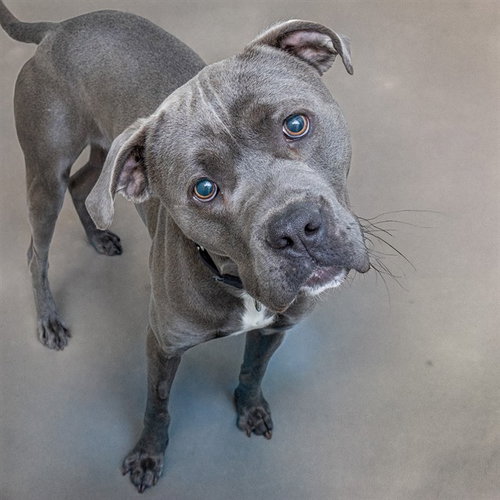 CHUBBZ, an adoptable Pit Bull Terrier in St Louis, MO