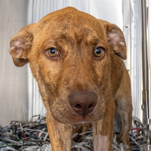 JOHNNY APPLESEED, an adoptable Plott Hound in St Louis, MO