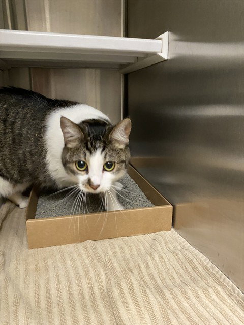 LUCY, an adoptable Domestic Short Hair in St Louis, MO